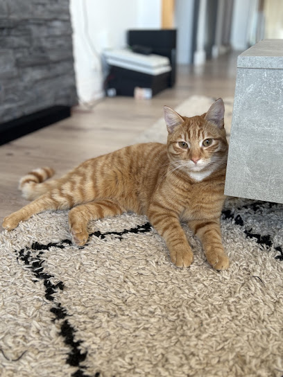 Pm Pet Sitting Gardien D'animaux à Champrougier