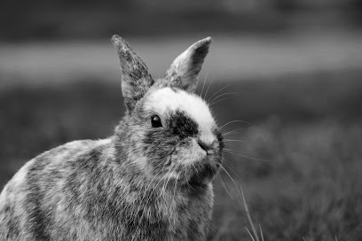 Pension Ida'home, Pension Pour Animaux à Pontault-Combault