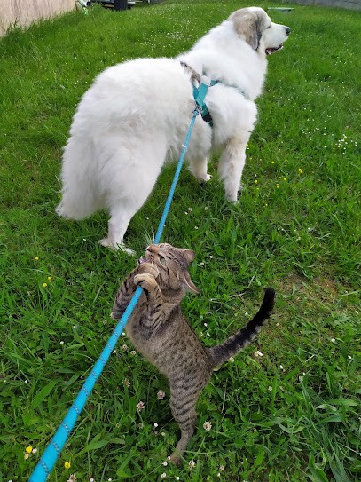 Zoologis - Garde d'animaux à votre domicile Pet Sitting Chat Chien NAC, Gardien d'Animaux / Petsitter à Saint-Alban