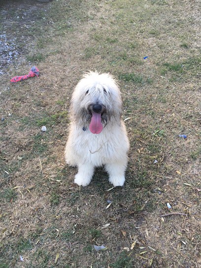 Familicanin, Gardien d'Animaux / Petsitter à Mauguio