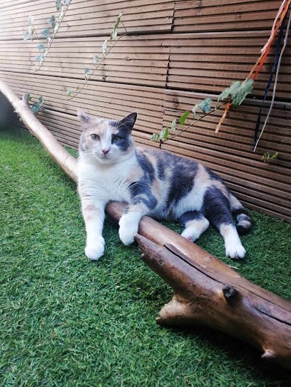 Aux Chats Câlins, Gardien d'Animaux / Petsitter à Carcassonne