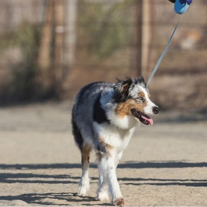 Visites, Promenades Et Compagnie - Metz - Courcelles Chaussy, Pension pour Animaux à Boulay-Moselle