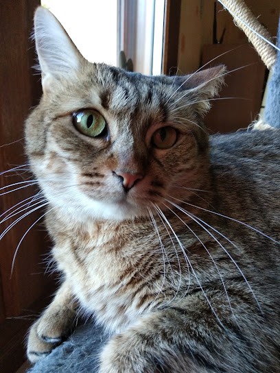 Le Clan Des 4 Pattes, Gardien d'Animaux / Petsitter à Coulanges-lès-Nevers