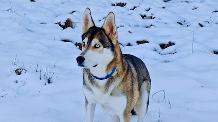 Chez Sparko Et Marley, Pension Pour Chiens Et Chats, Gardien d'Animaux / Petsitter à Léaz