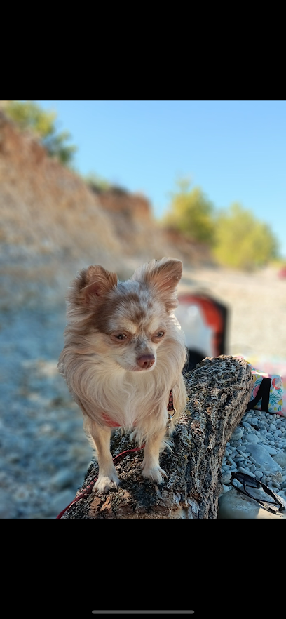 Anim O Love, Gardien D'animaux à Draguignan