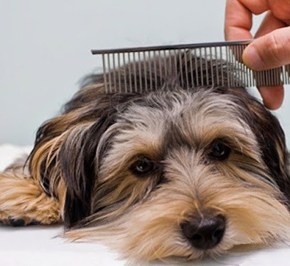 Cani'Beauté, Animalerie à Lion-sur-Mer