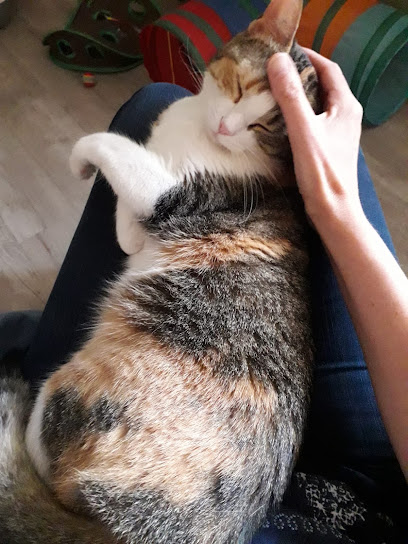 Entre De Bonnes Pattes Pension Féline Et Visites À Domicile, Gardien D'animaux à la Romagne