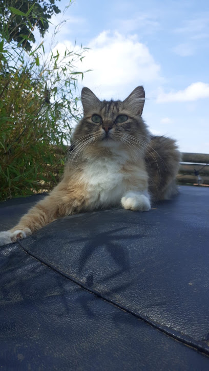 Les Vibrisses De Malice / Les Coussinets Buissonniers, Gardien D'animaux à Pau