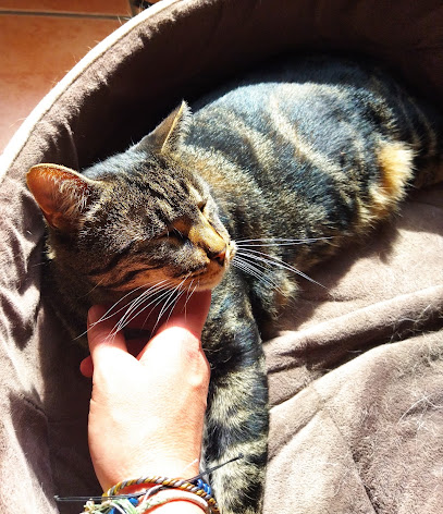 Dobi Services Animaliers - Garde À Domicile Chiens, Chats, Animaux De Compagnie, Gardien D'animaux à Avon-les-Roches