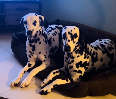 Pet house flinoise, Gardien d'Animaux / Petsitter à Flines-lès-Mortagne