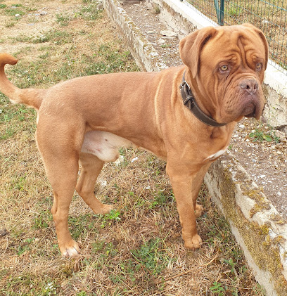 Pension Canine Dans L Orne, Pension Pour Animaux à Bures