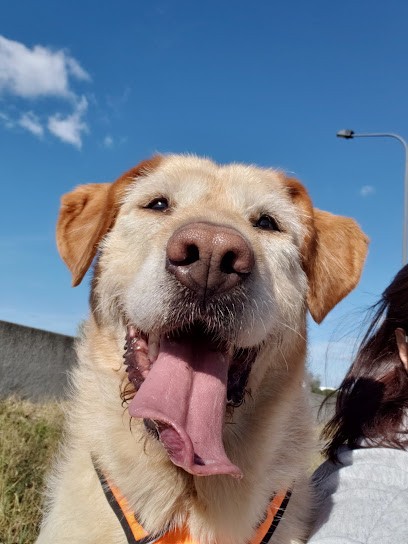 DOG&CAT SITTING, Gardien d'Animaux / Petsitter à Toulouse