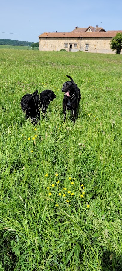 Entre Chiens Et Chats Pension Pour Animaux à Abaucourt-Hautecourt