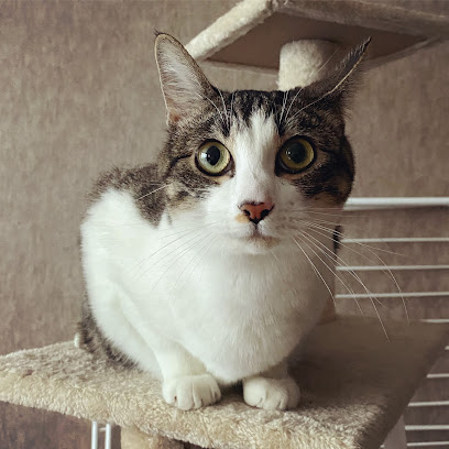 Cozypattes, Gardien D'animaux à Villeurbanne