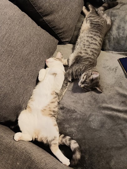 Pension Family Cats and Dogs, Gardien d'Animaux / Petsitter à Roquemaure