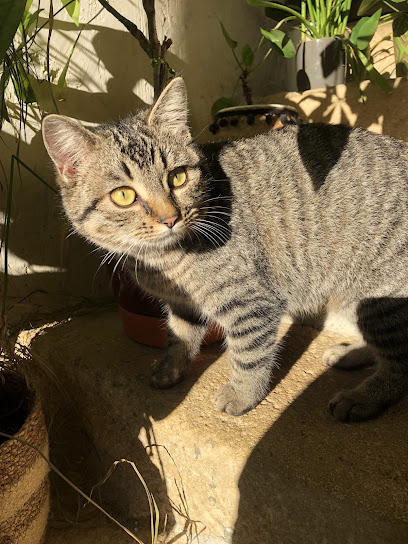Callisto Animaux, Gardien D'animaux à Lys-Haut-Layon