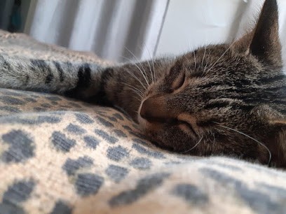 Aurel'Services Animaux, Gardien d'Animaux / Petsitter à Onet-le-Château