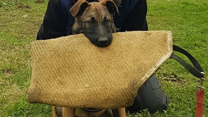 Pension Elevage Education Berger Belge Malinois Education Canine Domaine de Poumecoste CADOURS, Pension pour Animaux à Cadours