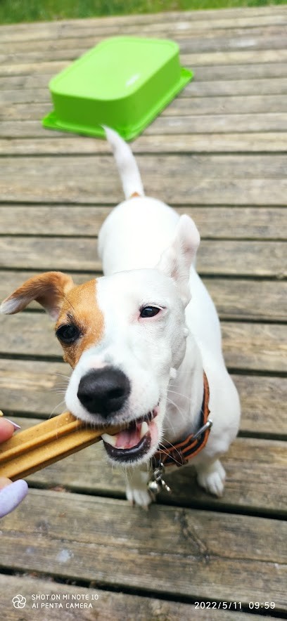 Dog's And Co, Gardien d'Animaux / Petsitter à Gradignan