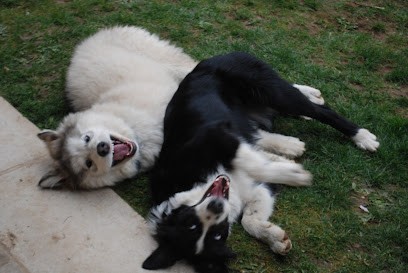 Les Amis de Doudou, Gardien d'Animaux / Petsitter à Belleville