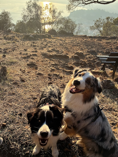 Chloe's Pet Sisters, Pension Pour Animaux à Nice