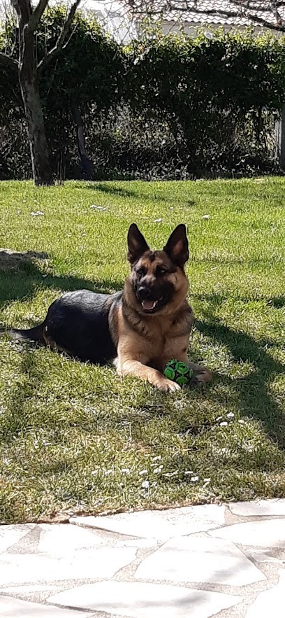 Espace Canin Aurélien, Pension pour Animaux aux Herbiers