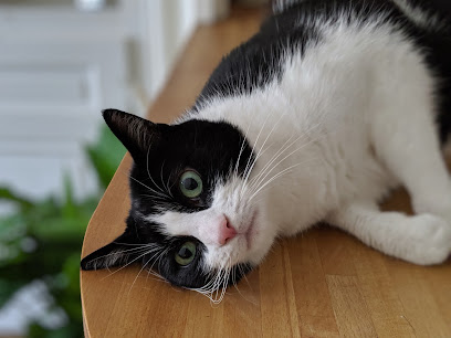 Cat Sitting Lyon, Gardien D'animaux à Lyon 09