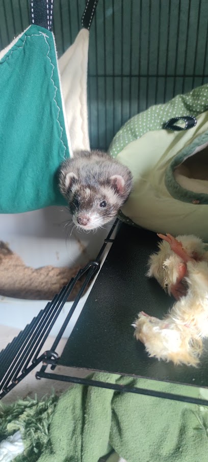 Pension Pour Furet À Reims - Le Guide Du Furet Gardien D'animaux à Reims