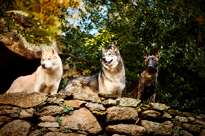 Dog & Cat Étoiles, Gardien D'animaux à la Séguinière