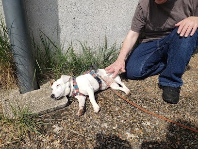 Pattes Blanches et Bienveillantes, Gardien d'Animaux / Petsitter à Saint-Paterne-Racan