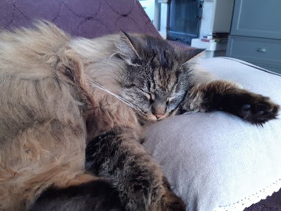 AU ROYAUME DES CHATS, Pension pour Animaux à Veigné