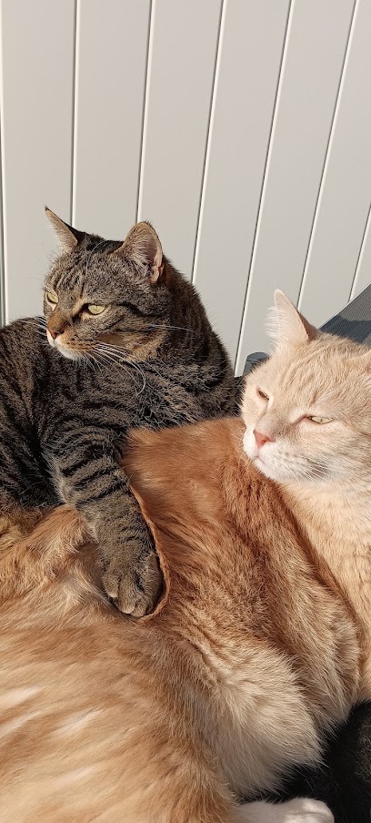 Chat L'heureux Et Lili, Gardien D'animaux au Lavandou