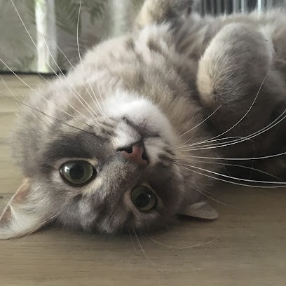 Chouette et Compagnie, Gardien d'Animaux / Petsitter à Tournefeuille