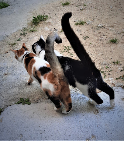 "Au Bonheur Des Mini Félins" ... Cat Sitting 92 Sud Gardien D'animaux à Vanves