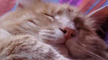 Elevage Du Taillis Madame, Pension pour Animaux à Muncq-Nieurlet