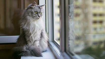 Chat copain câlin, Gardien d'Animaux / Petsitter au Palais-sur-Vienne