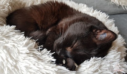 Je Fais Garder Mon Chat | visites à domicile pour le bien être de votre chat, Pension pour Animaux à Paris 13