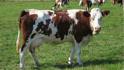 CNA Conseil en Nutrition Animalière, Animalerie à Languidic