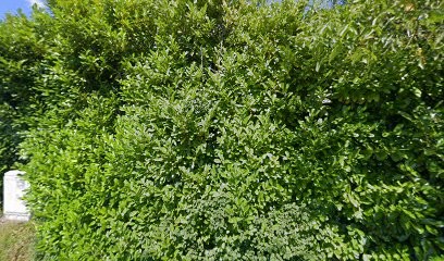 Dogs-holidays81, Pension pour Animaux à Montdragon