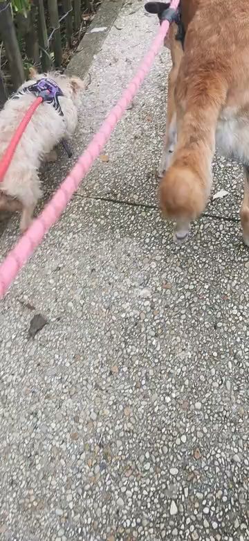 Le Monde Des Chiens Et Des Nacs, Gardien D'animaux à Arpajon