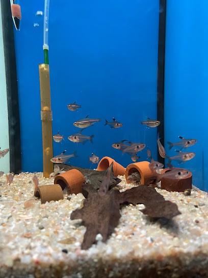 Cap' Nemo, Animalerie à Suresnes