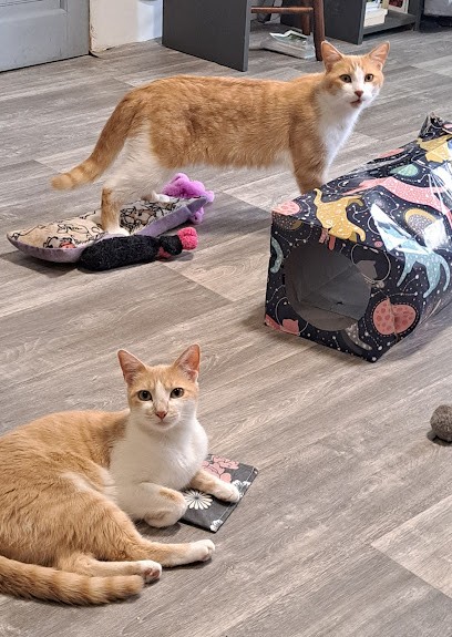 Pension Féline Qualine, Gardien d'Animaux / Petsitter à Valambray