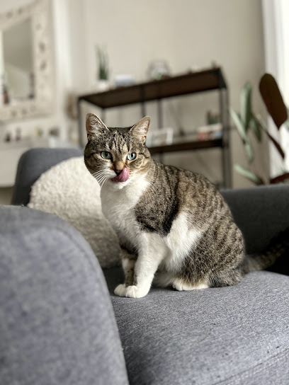 Nounou De Wouf Pension Pour Animaux à Tourcoing
