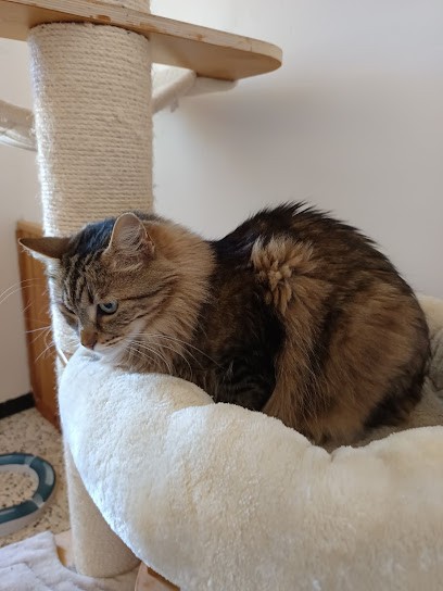 La Chatounerie Du Luberon Pension Féline, Pension pour Animaux à Robion