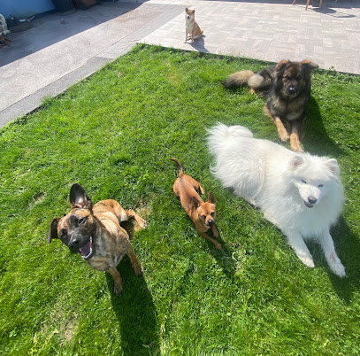 Hélène Et Compagnie, Gardien D'animaux à Guînes