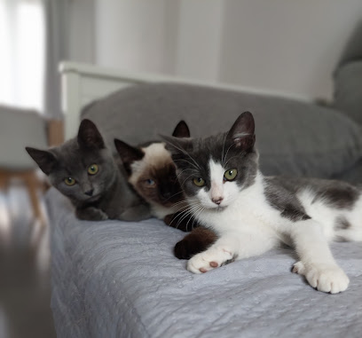 Balade & Compagnie Pension Pour Animaux à Conflans-Sainte-Honorine