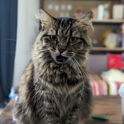 Mi Chat Mi Chien Pension Pour Animaux à Nantes