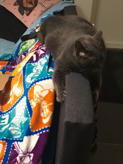 Le monde d'Eiko, Gardien d'Animaux / Petsitter à Sammeron