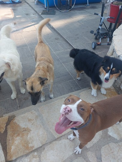 Doggy Hôte, Gardien d'Animaux / Petsitter à La Colle-sur-Loup