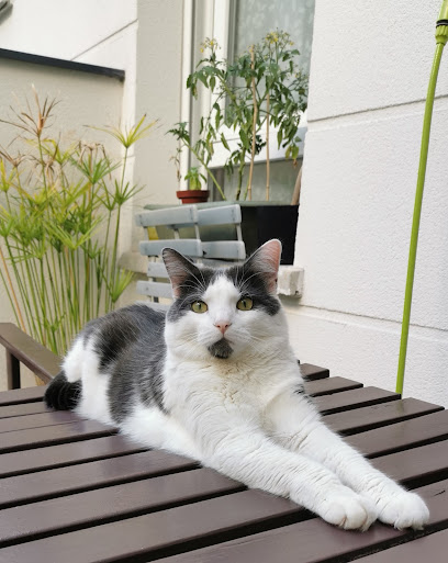 Chachon - Cat Sitting, Gardien D'animaux à Rosny-sous-Bois